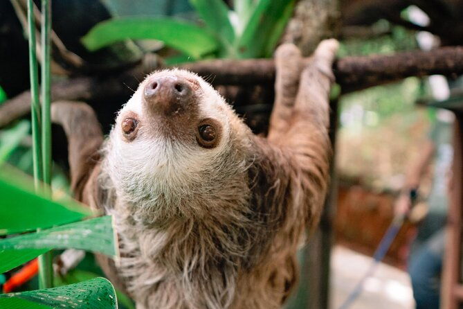 kstr-re-wilding-center-manuel-antonio-sloth-primate-park