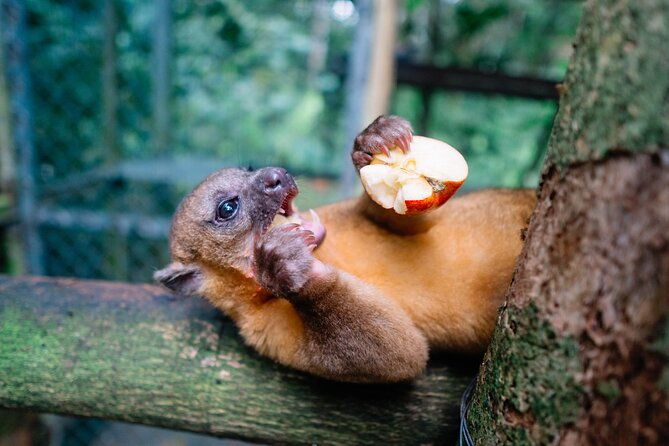 kstr-re-wilding-center-manuel-antonio-sloth-primate-park