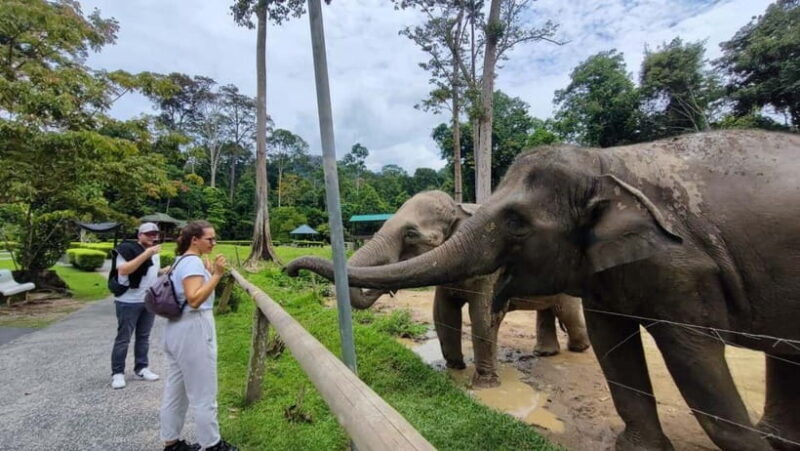 Kuala Lumpur: Batu Caves & Kuala Gandah Elephant Sanctuary - Key Points