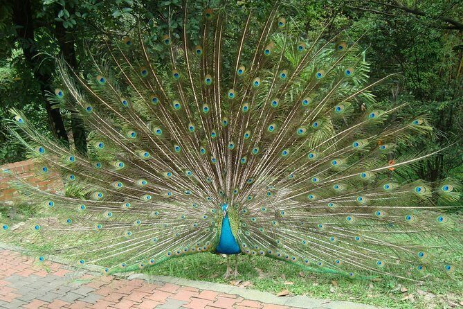 Kuala Lumpur Bird Park & Countryside Escape Tour - Who Is This Tour Best Suited For?