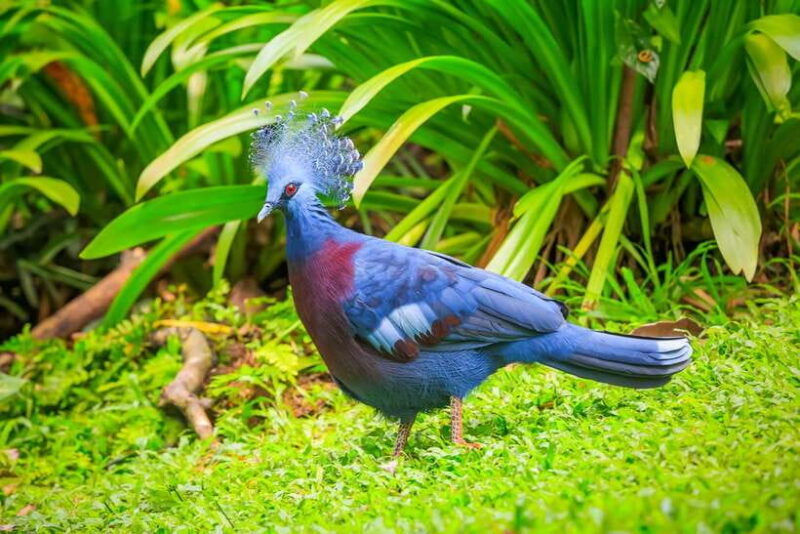 kuala-lumpur-bird-park-day-ticket-1-way-transfer