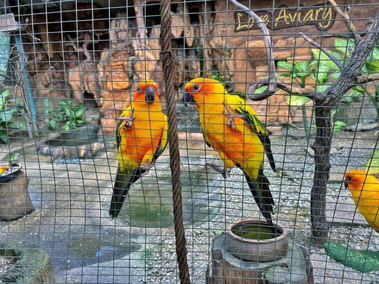 kuala-lumpur-bird-park-day-ticket-1-way-transfer