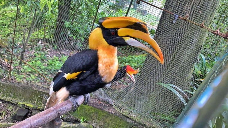 kuala-lumpur-bird-park-day-ticket-1-way-transfer