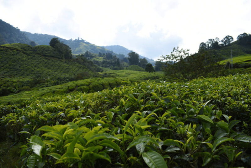 kuala-lumpur-cameron-highlands-highlights-batu-caves-tour