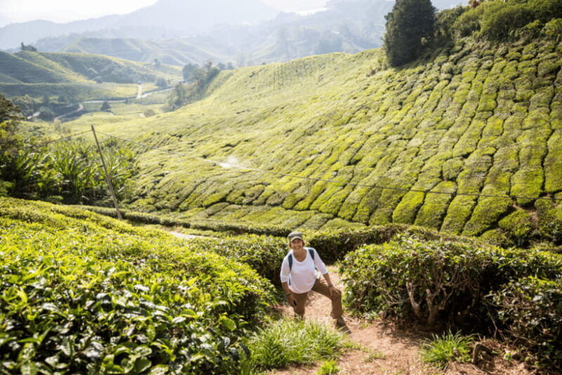 kuala-lumpur-customize-your-cameron-highlands-itinerary