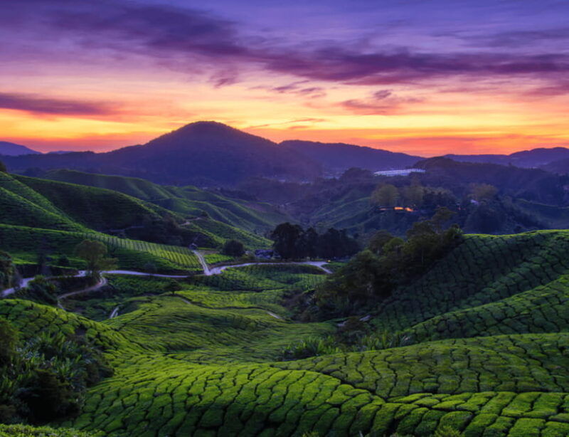 kuala-lumpur-customize-your-cameron-highlands-itinerary