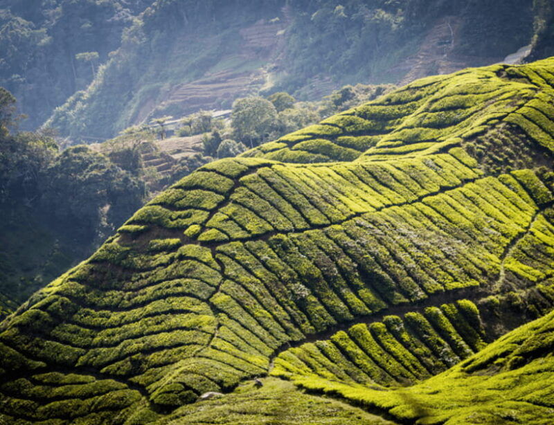 kuala-lumpur-customize-your-cameron-highlands-itinerary
