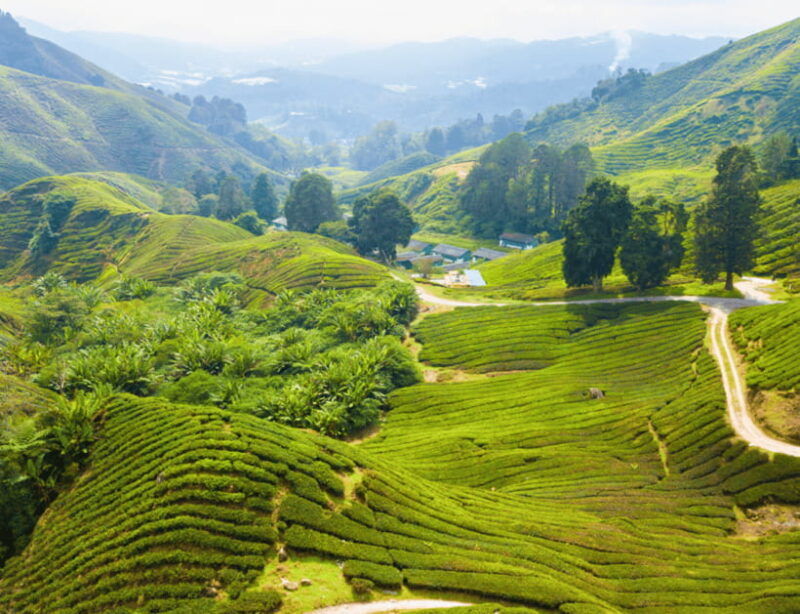 kuala-lumpur-customize-your-cameron-highlands-itinerary