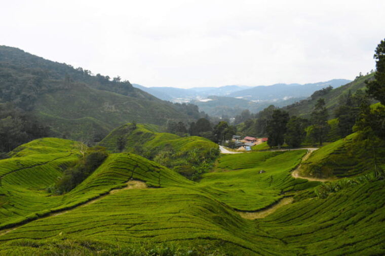 kuala-lumpur-customize-your-cameron-highlands-itinerary