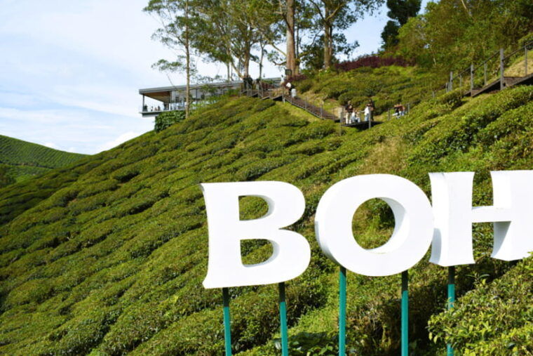 kuala-lumpur-customize-your-cameron-highlands-itinerary