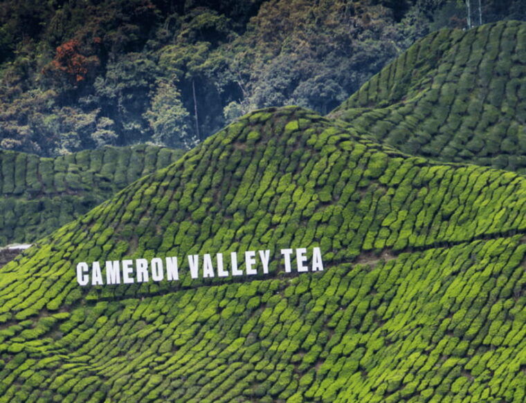 kuala-lumpur-customize-your-cameron-highlands-itinerary