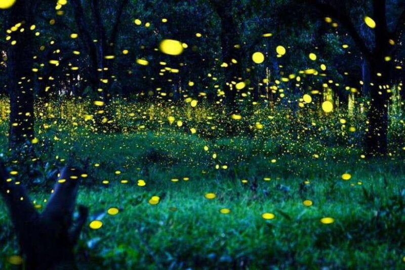 kuala-lumpur-fireflies-tour-with-dinner-and-hotel-pickup