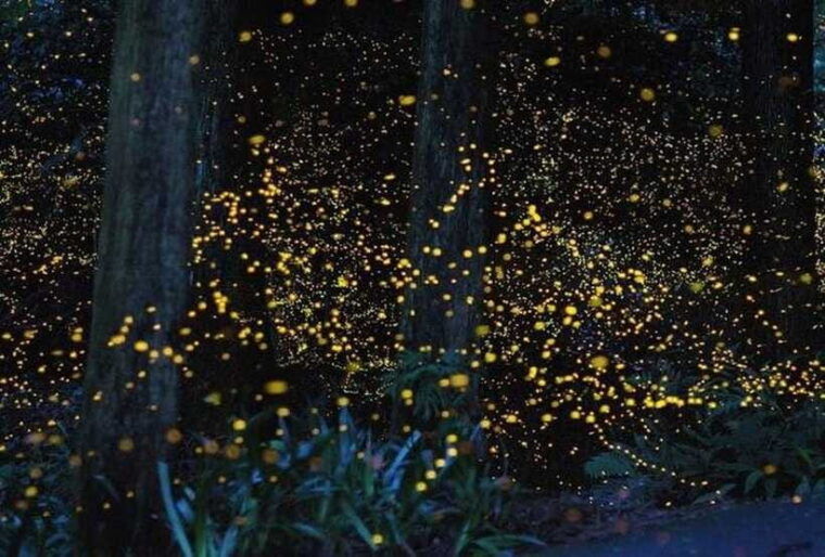 kuala-lumpur-fireflies-tour-with-dinner-and-hotel-pickup