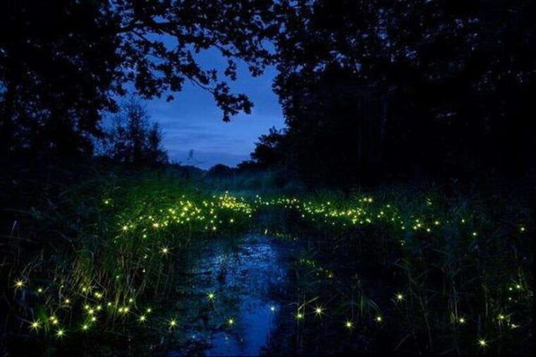 kuala-lumpur-fireflies-tour-with-dinner-and-hotel-pickup
