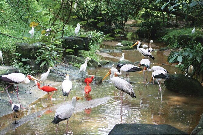 Kuala Lumpur Park Tour: Orchid Garden, Butterfly Park & Bird Park - Who Is This Tour Best Suited For?
