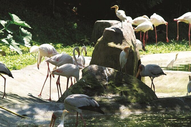 Kuala Lumpur Park Tour: Orchid Garden, Butterfly Park & Bird Park - FAQ