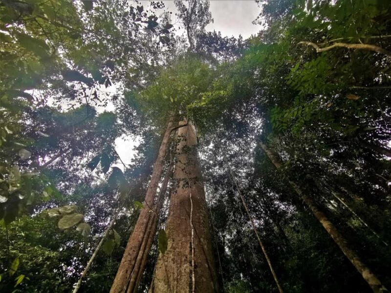Kuala Lumpur: Taman Negara Tour w/Lata Berkoh Falls & Lunch - An Overview of What the Tour Entails