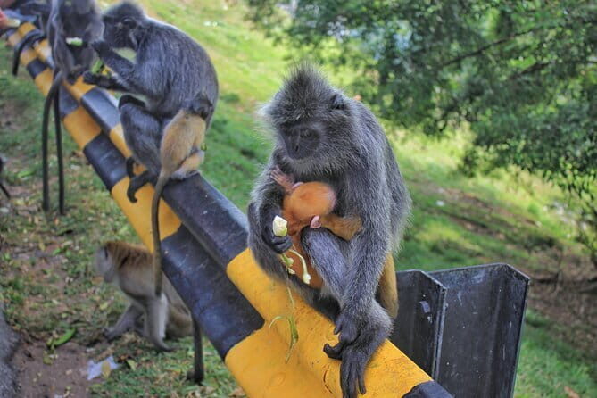 Kuala Selangor Fireflies and Blue Tears Tour with Dinner (SIC) - Final Thoughts