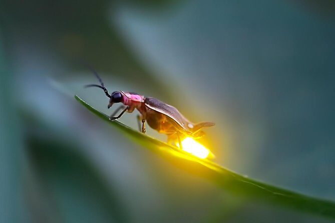 Kuala Selangor Firefly Tour - Review of the Kuala Selangor Firefly Tour