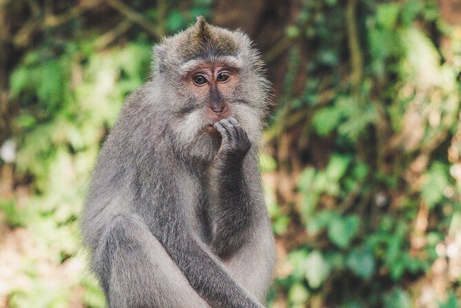 KualaLumpur Tour: Twin Tower w/Lunch, Batu Caves, Selangor Pewter - FAQ