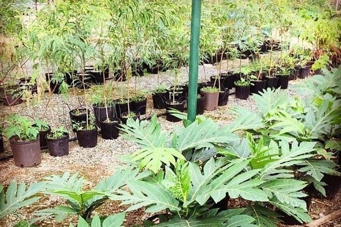 kualoa-ranch-kualoa-grown-tour-2