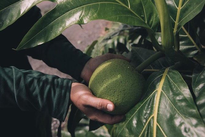 kualoa-ranch-kualoa-grown-tour