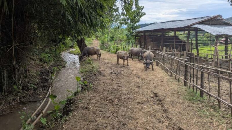 Kuang Si Falls, Forest Easy Hike & Mekong Sunset Cruise - Frequently Asked Questions