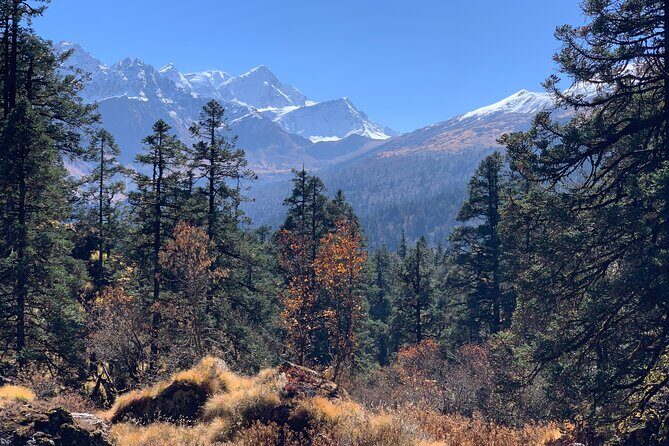 Kuari Pass Trek - Day 5: Return to Joshimath