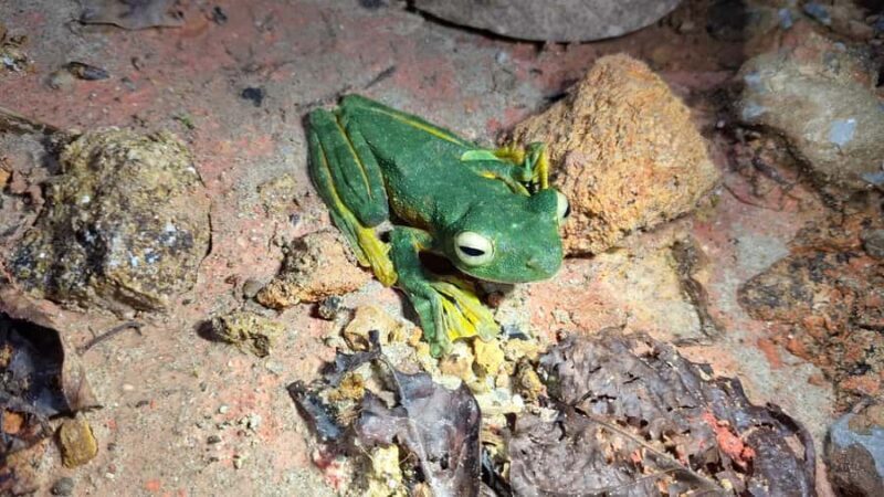 Kubah National Park: Night Frog Adventure - Exploring the Night Frog Adventure in Kubah National Park