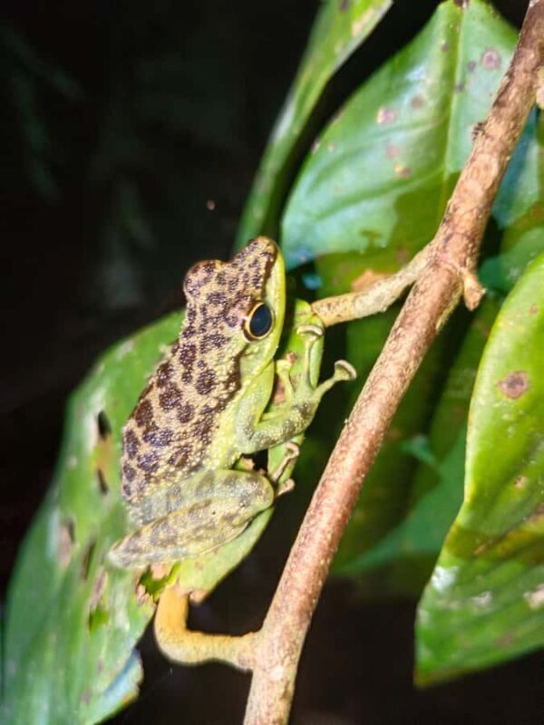Kubah National Park: Night Frog Adventure - The Sum Up: Who Should Consider This Tour?