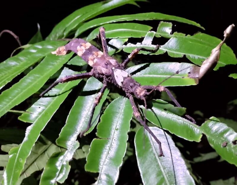 KUBAH NIGHT WALK : FROGGING & NOCTURNAL WILDLIFE - Exploring the Kubah Night Walk: Frogging & Nocturnal Wildlife in Sarawak