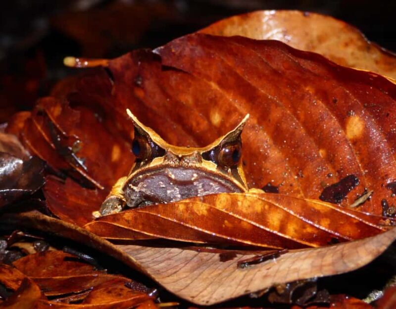 KUBAH NIGHT WALK : FROGGING & NOCTURNAL WILDLIFE - The Route and What to Expect