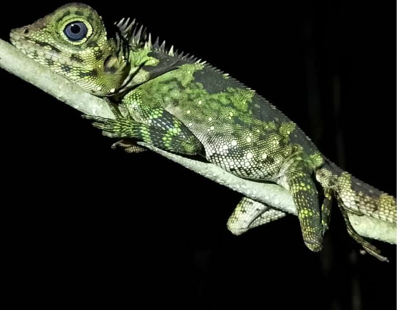 KUBAH NIGHT WALK : FROGGING & NOCTURNAL WILDLIFE - Who Should Consider This Tour?