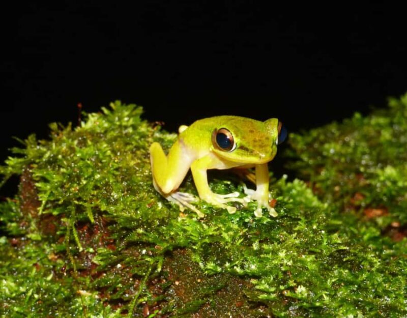 KUBAH NIGHT WALK : FROGGING & NOCTURNAL WILDLIFE - FAQ
