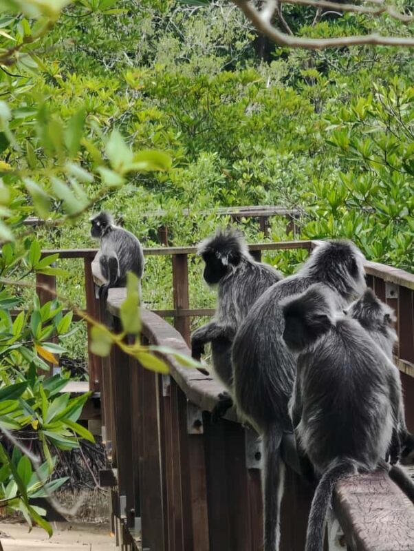 Kuching: 3 Day Adventure Tour - Who Is This Tour Best For?