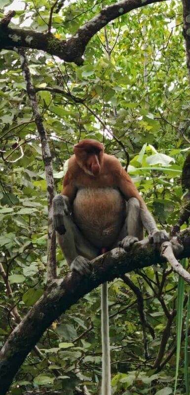 Kuching: Bako National Park 2-Day Wildlife Tour - Final Thoughts