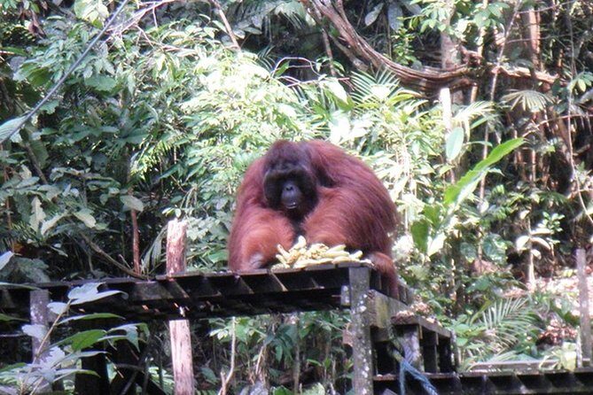 Kuching City Tour & Semenggoh Wildlife - Detailed Breakdown of the Itinerary