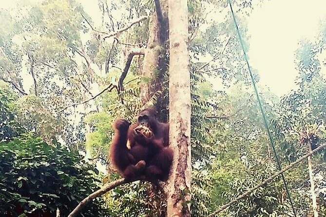 Kuching City Tour & Semenggoh Wildlife - Transportation and Comfort