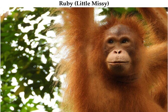 Kuching City Tour & Semenggoh Wildlife - Practical Tips for Making the Most of the Tour