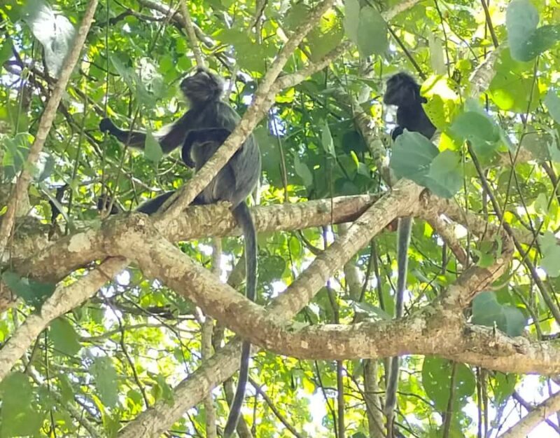 Kuching: Guided Day Trip to Bako Wildlife Day Tour - Final Thoughts