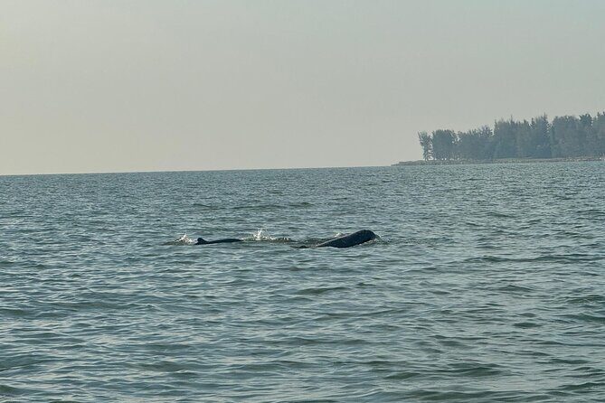 Kuching Mangrove Wildlife and Fireflies (Private Tour) - Key Points