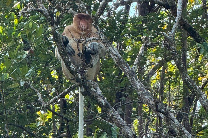 Kuching Mangrove Wildlife and Fireflies (Private Tour) - Final Thoughts: Is This Tour Worth It?