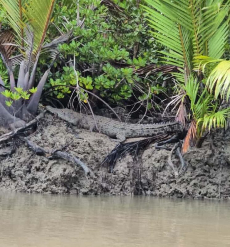 Kuching Mangrove Wildlife and Fireflies - A Detailed Look at the Kuching Mangrove Wildlife and Fireflies Tour