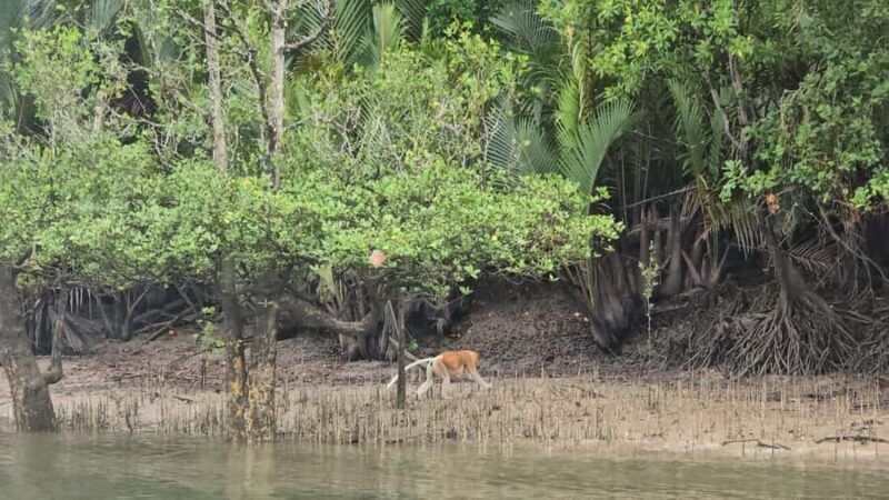 Kuching Mangrove Wildlife and Fireflies - FAQ