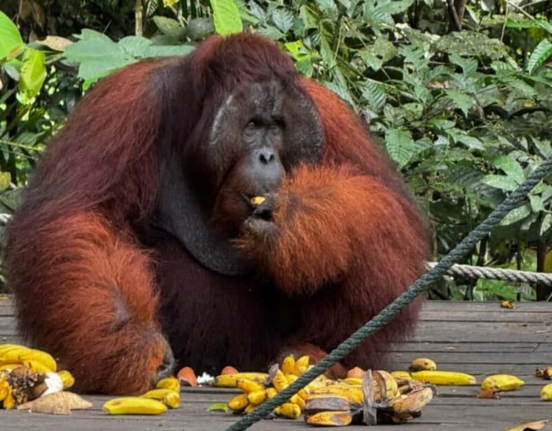 Kuching Orangutan & Bidayuh Longhouse - Introduction: A Day of Wildlife and Culture in Sarawak