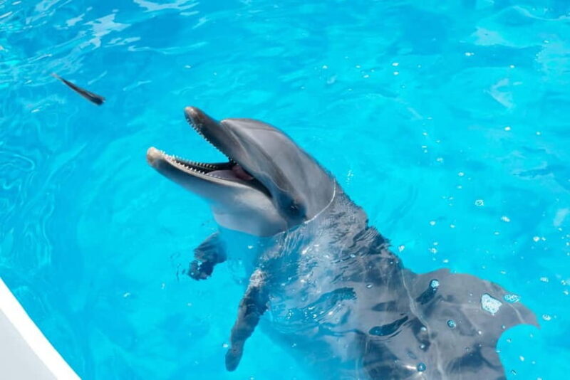 Kujukushima: Aquarium Umikirara Admission Ticket - Exploring Kujukushima Aquarium Umikirara in Detail