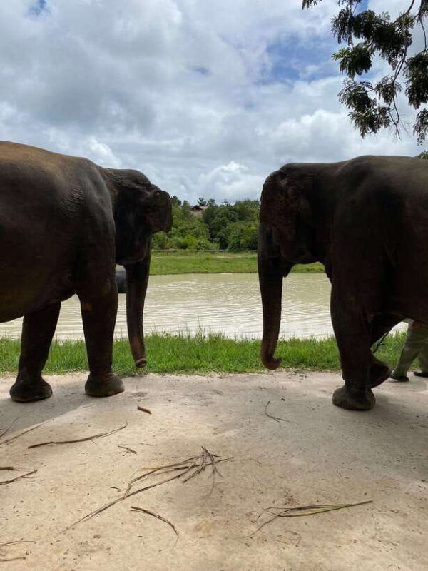kulen-elephant-forest-floating-village-private-tour