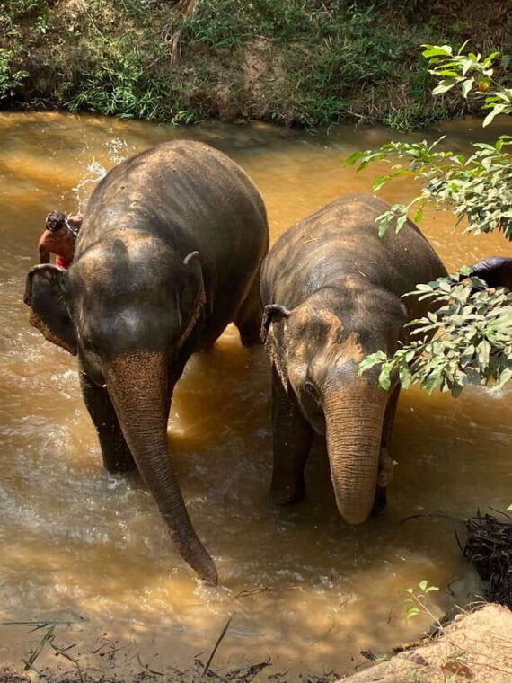 kulen-elephant-forest-floating-village-private-tour