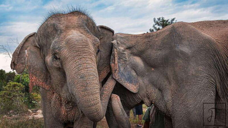 kulen-elephant-forest-siem-reap-in-small-group