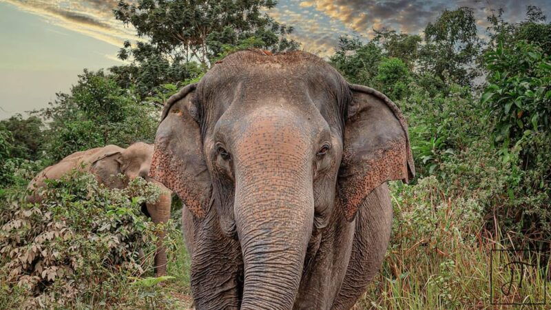 kulen-elephant-forest-tonlesap-lake-include-boat-transfer